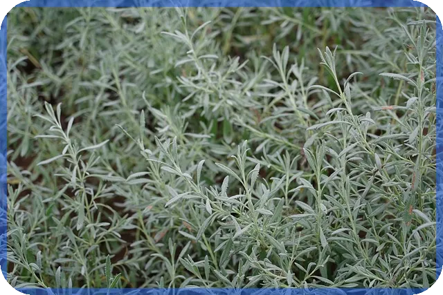 은값 변동성에 따른 투자가치 분석