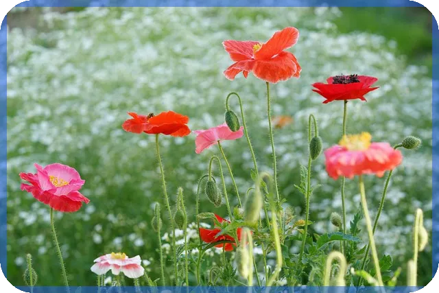 여름대장주 분석과 전망 여름 이끄는 주식은 무엇인가