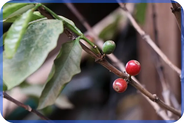 김포지식산업센터 할리스 카페 완벽 가이드