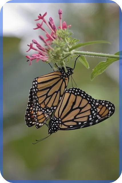 디딤돌 대출 청약통장 활용법과 주택구입 성공 전략