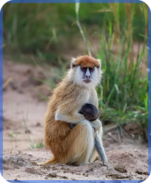 디딤돌 대출 청약통장 활용법과 주택구입 성공 전략