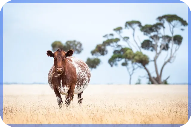 신한은행 전세대출 금리 최대 혜택과 조건 완전 정복
