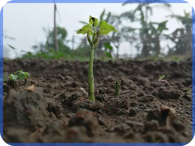 옵저버코인 자체 메인넷 개발로 블록체인과 날씨 데이터 혁신