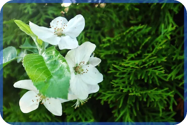 신혼부부 전세자금대출 한도와 조건 완전 정리