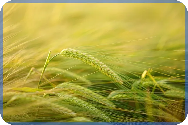 경매유료사이트 선택 전략과 탱크옥션 후기로 보는 최적의 사이트