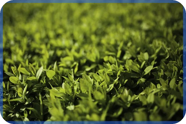 울진경매 울진읍 퍼스트클래스 오피스텔 낙찰 확률 높이는 방법