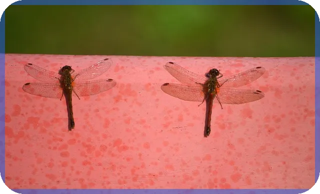 주택담보대출15억 핵심 비교와 생존 전략