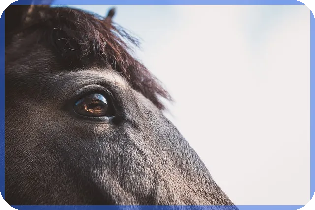 행복지원대출 신청과 금리조건 완전 정리