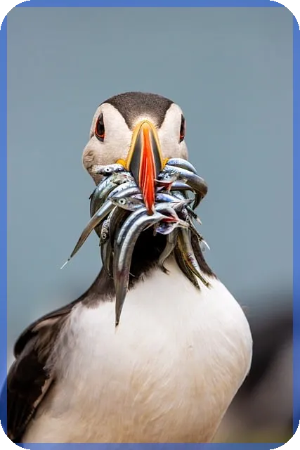 감사선임 과정 및 자격 논란 분석