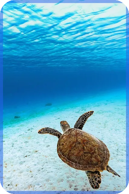 과다대출자대출 필수 정리 2024년 이용 노하우