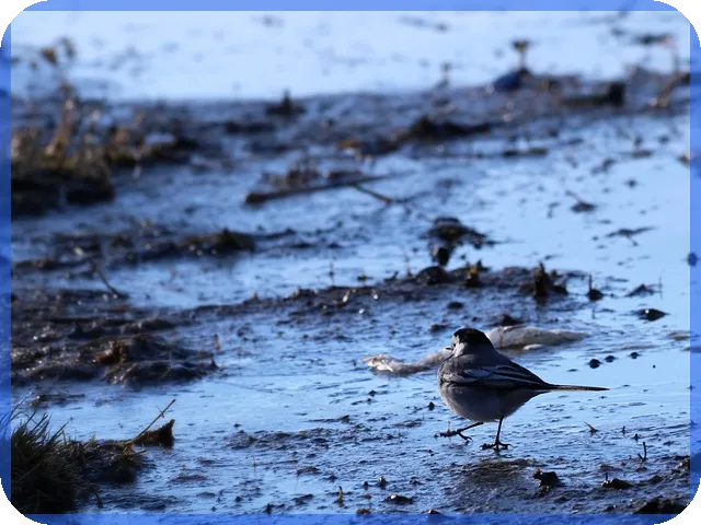 기업은행대환대출 대면 중단과 금리 인상 가능성 분석