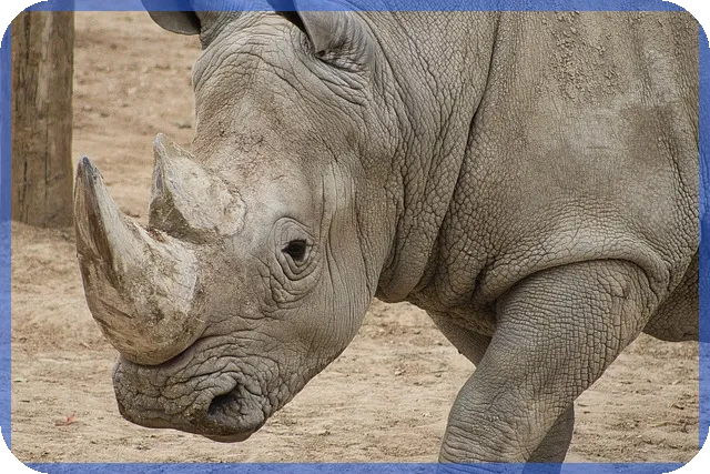 기업은행대환대출 대면 중단과 금리 인상 가능성 분석