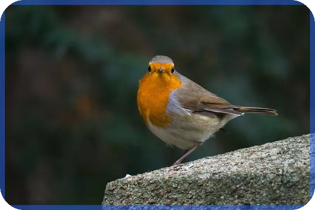 디즈니런 양도 가능할까 2025 티켓 유의사항 분석